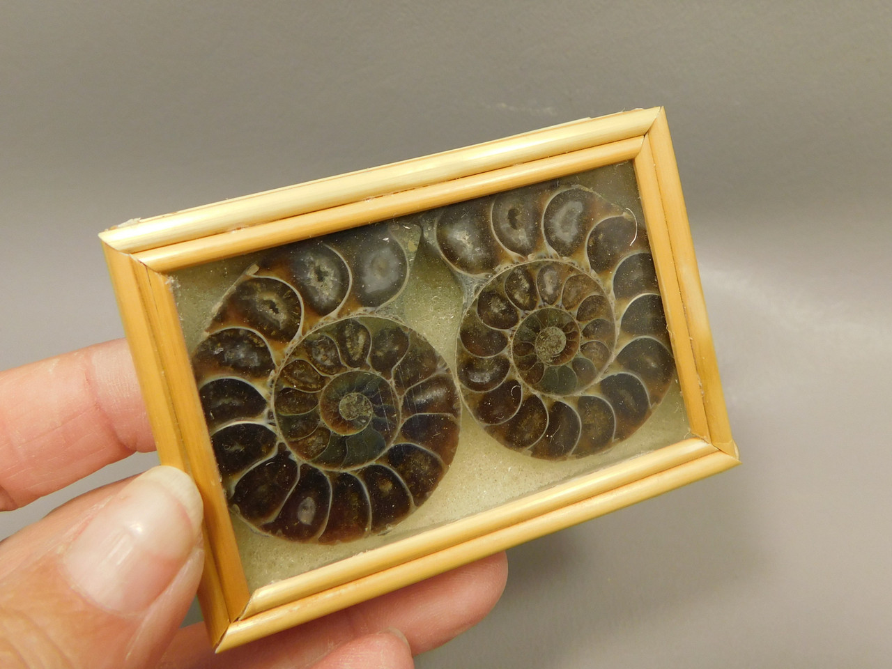 Ammonite Fossil 1.6 inch Polished Pair Collector Stocking Stuffer #O3