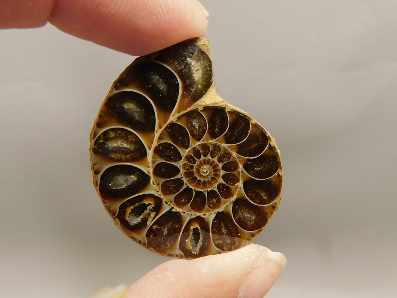 Ammonite Fossil 1.4 inch Polished Pair Collector Stocking Stuffer #O12