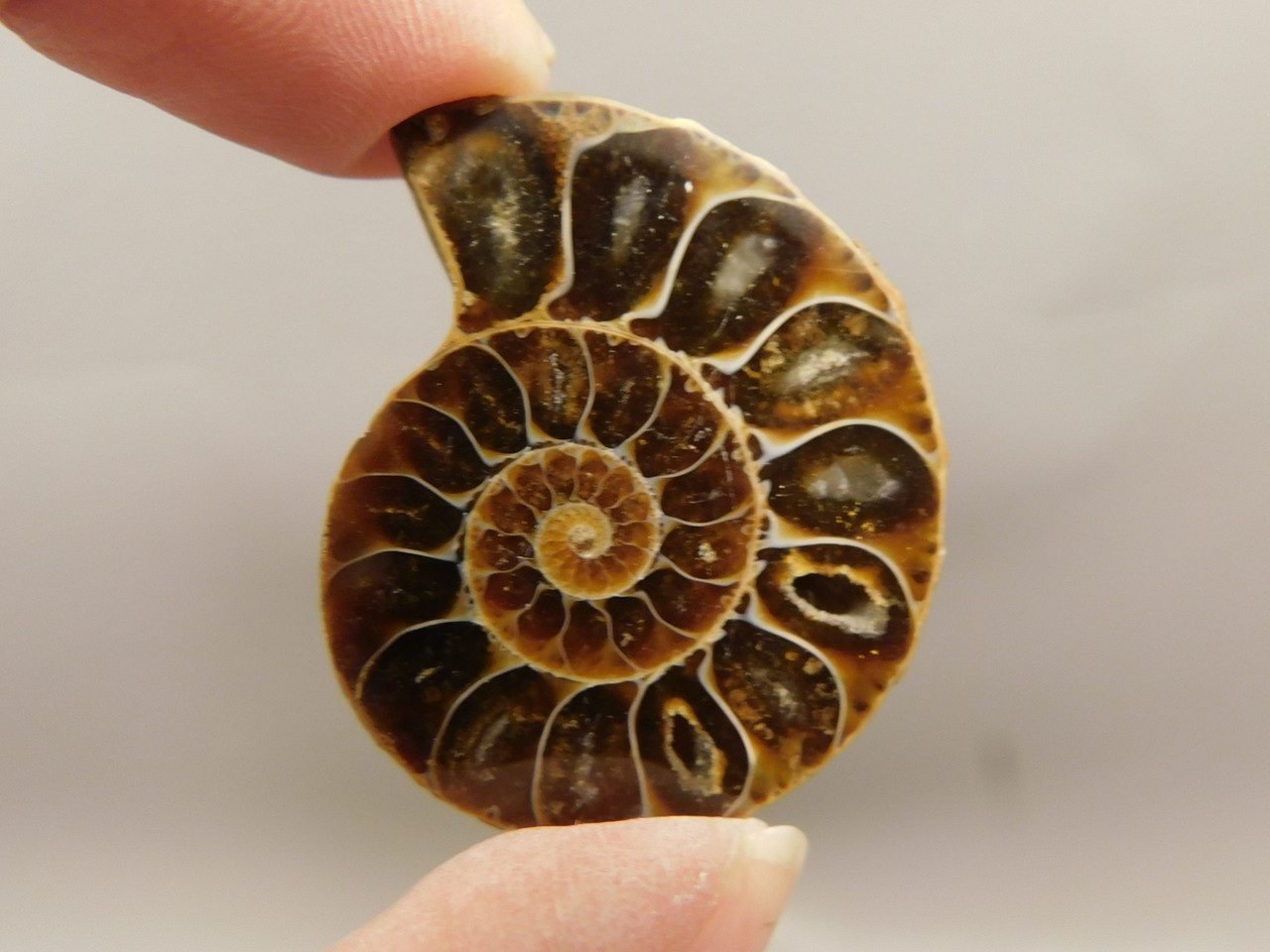 Ammonite Fossil 1.4 inch Polished Pair Collector Stocking Stuffer #O12