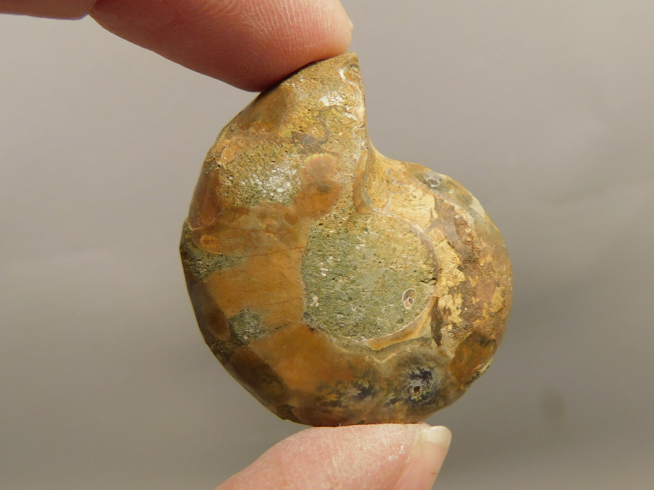 Ammonite Fossil 1.4 inch Polished Pair Collector Stocking Stuffer #O12