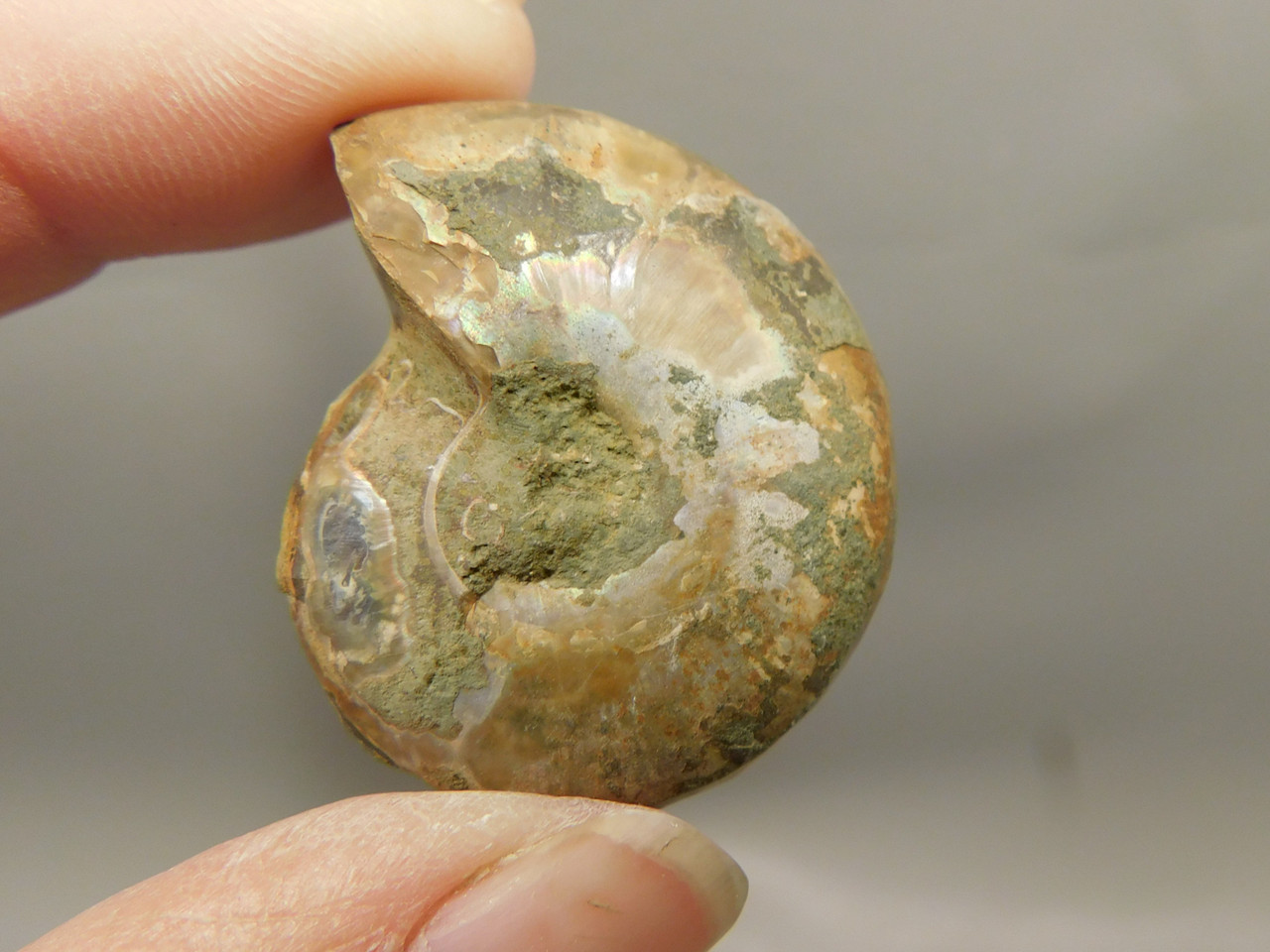 Ammonite Fossil 1.4 inch Polished Pair Collector Stocking Stuffer #O12