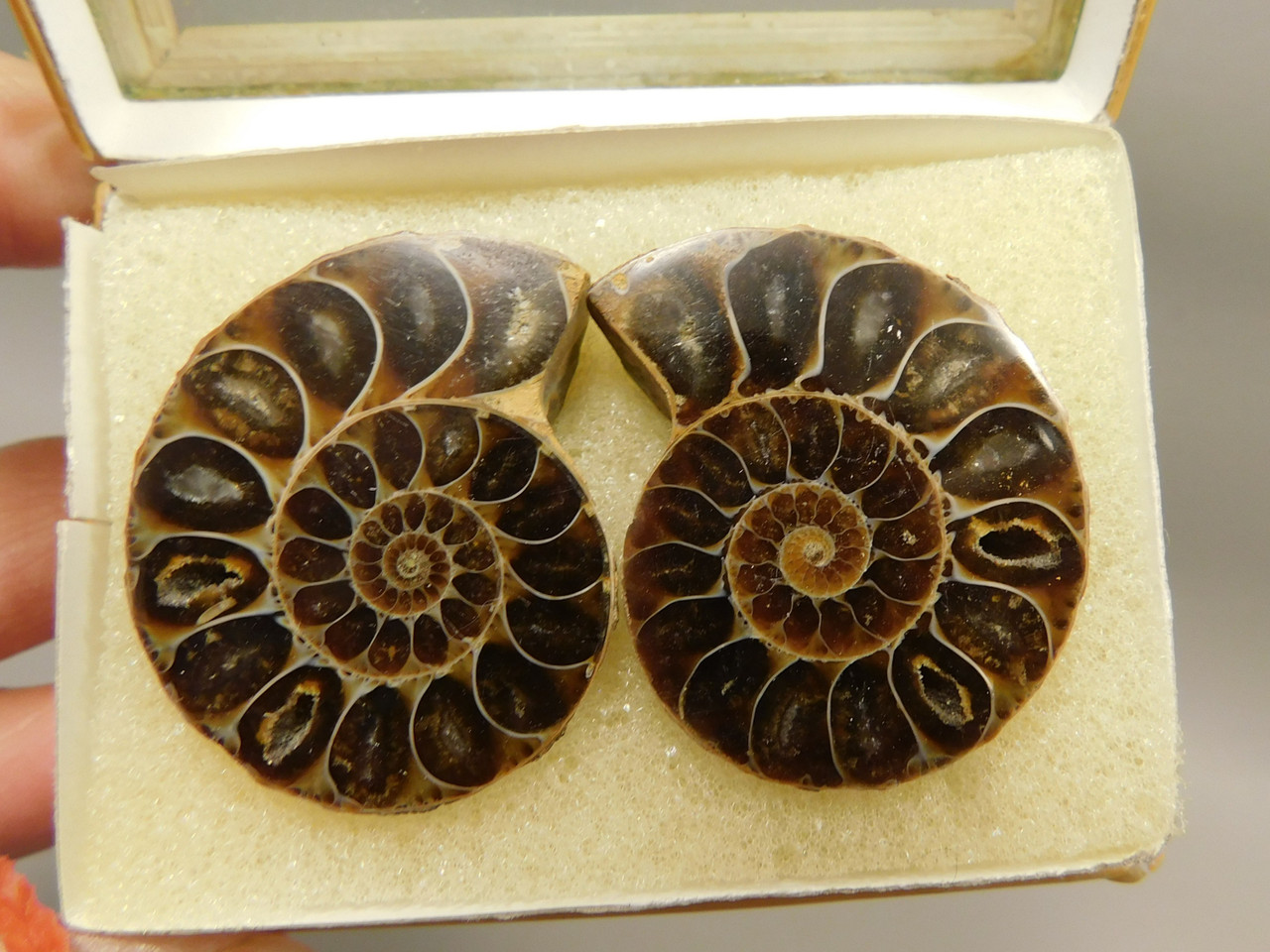 Ammonite Fossil 1.4 inch Polished Pair Collector Stocking Stuffer #O12