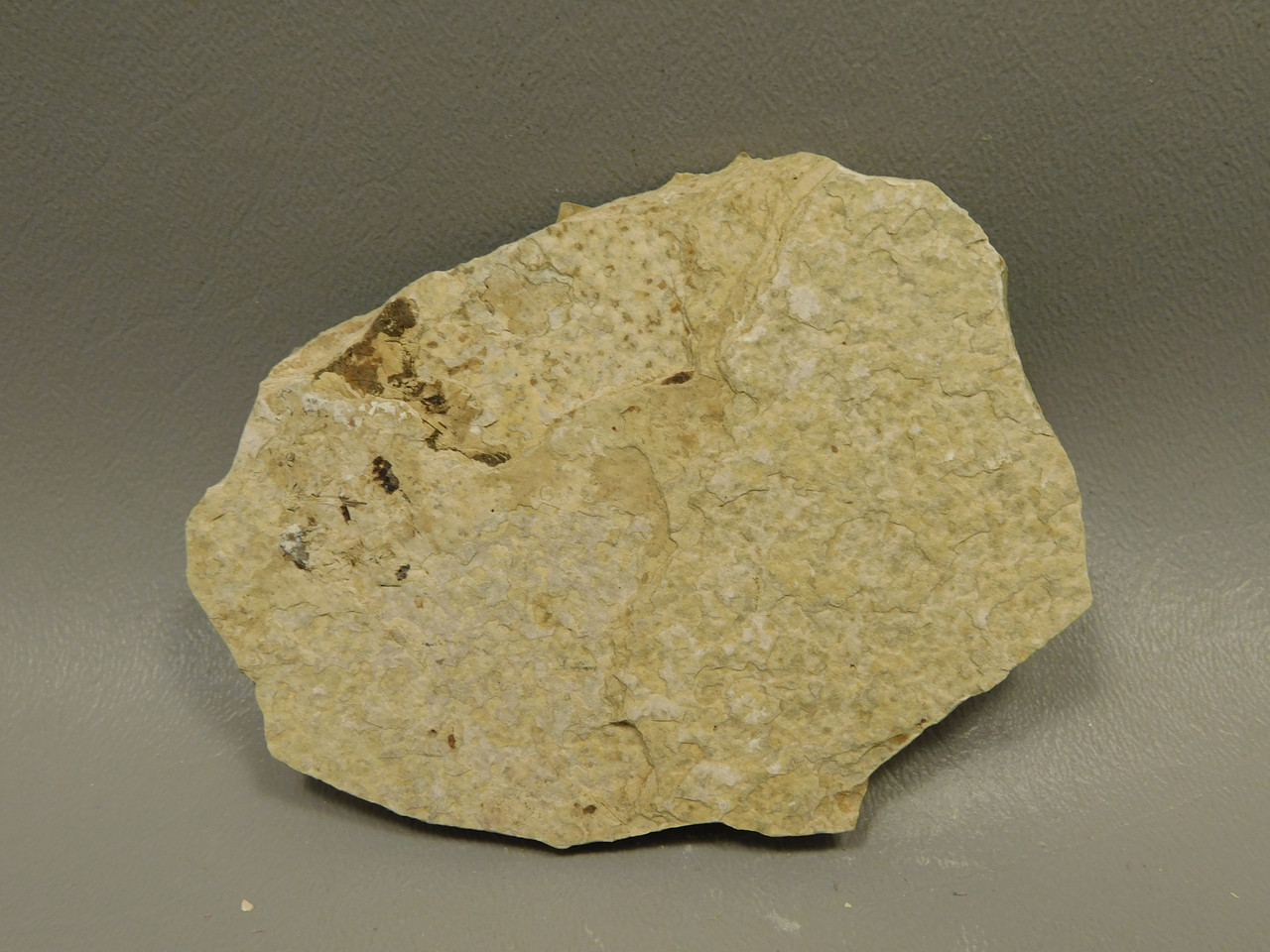 Fish Knightia Eocaena Fossil Lake Green River Wyoming #O9