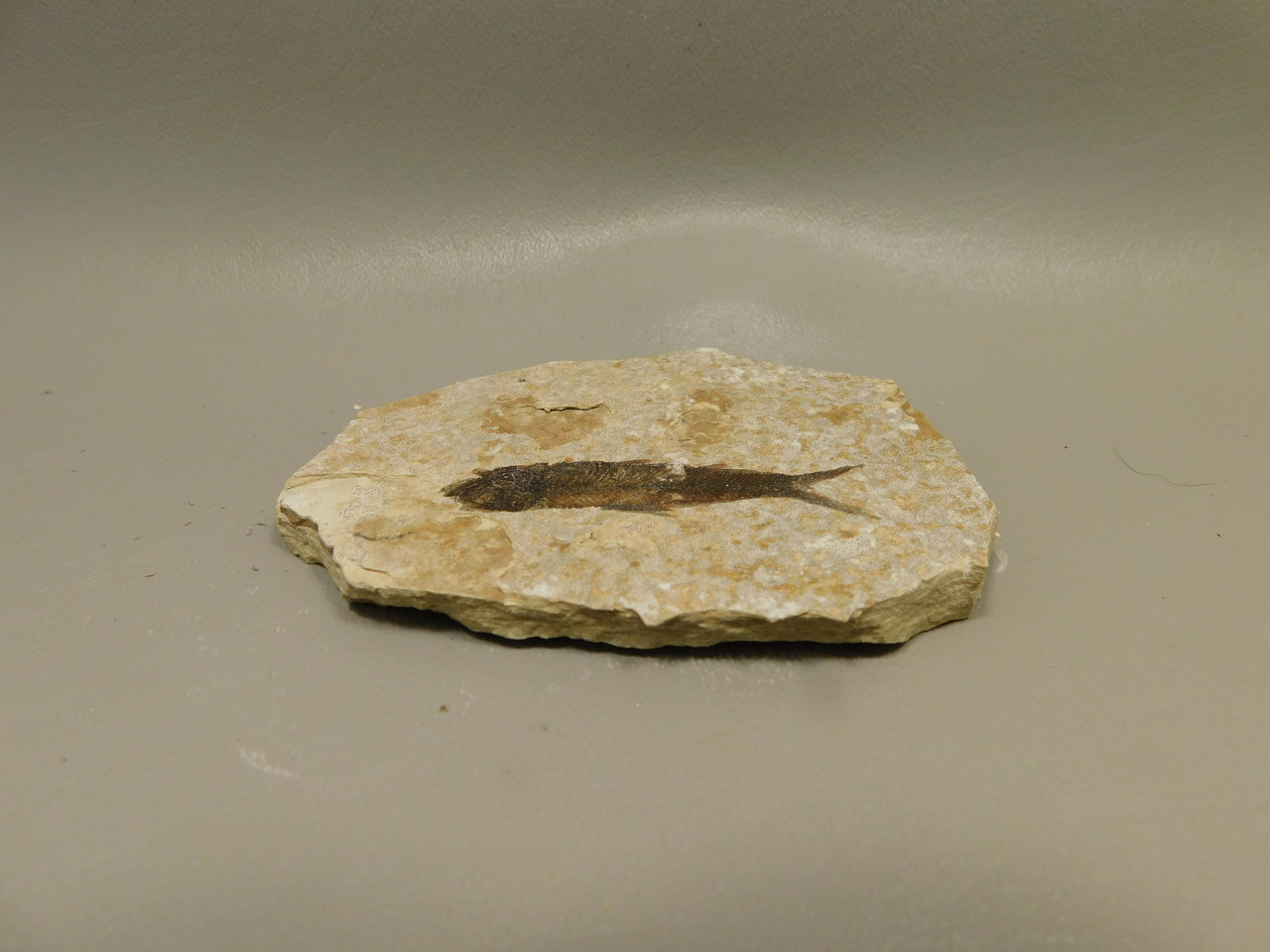 Fish Knightia Eocaena Fossil Lake Green River Wyoming #O9