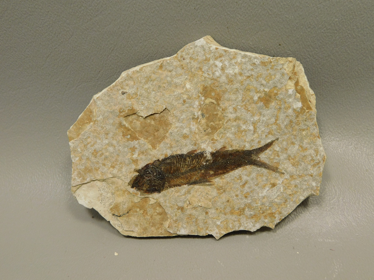 Fish Knightia Eocaena Fossil Lake Green River Wyoming #O9