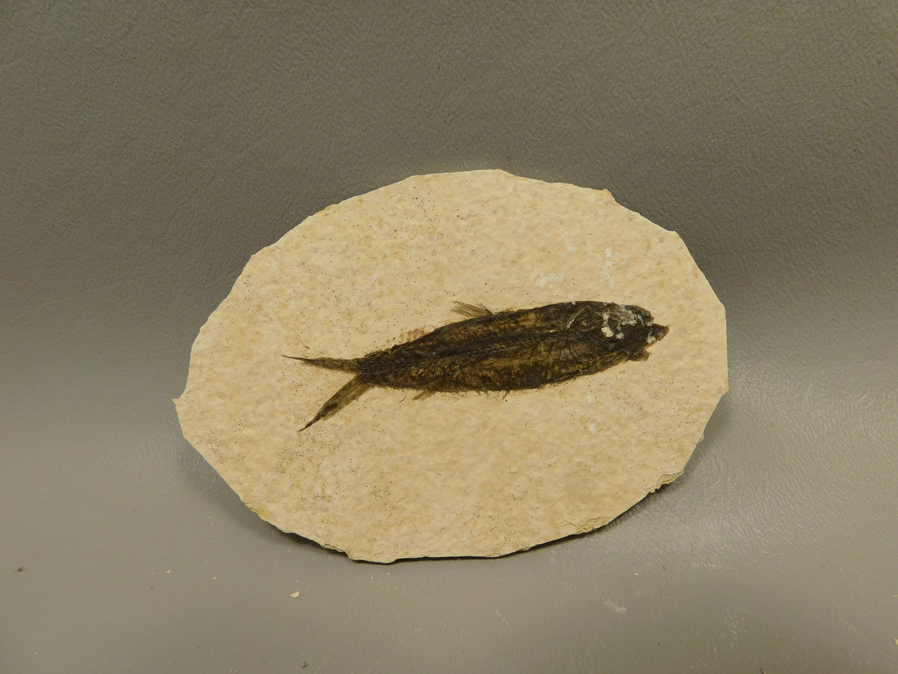 Fish Knightia Eocaena Fossil Lake Green River Wyoming #O7