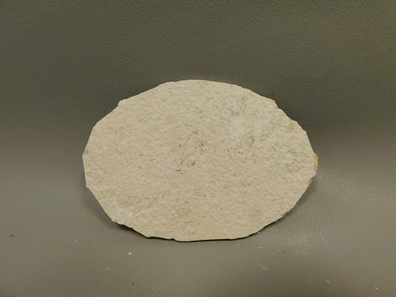 Fish Knightia Eocaena Fossil Lake Green River Wyoming #O7