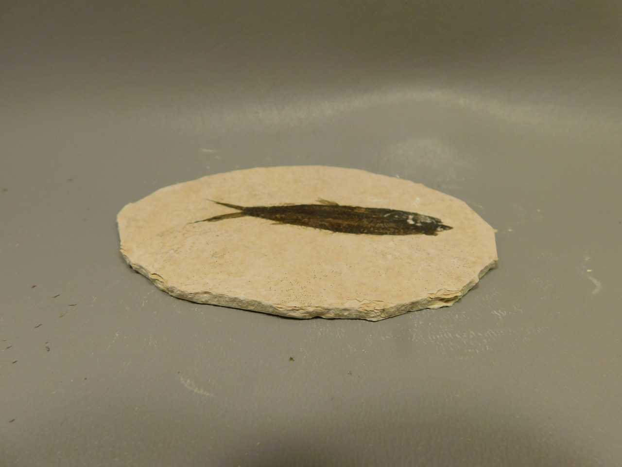 Fish Knightia Eocaena Fossil Lake Green River Wyoming #O7