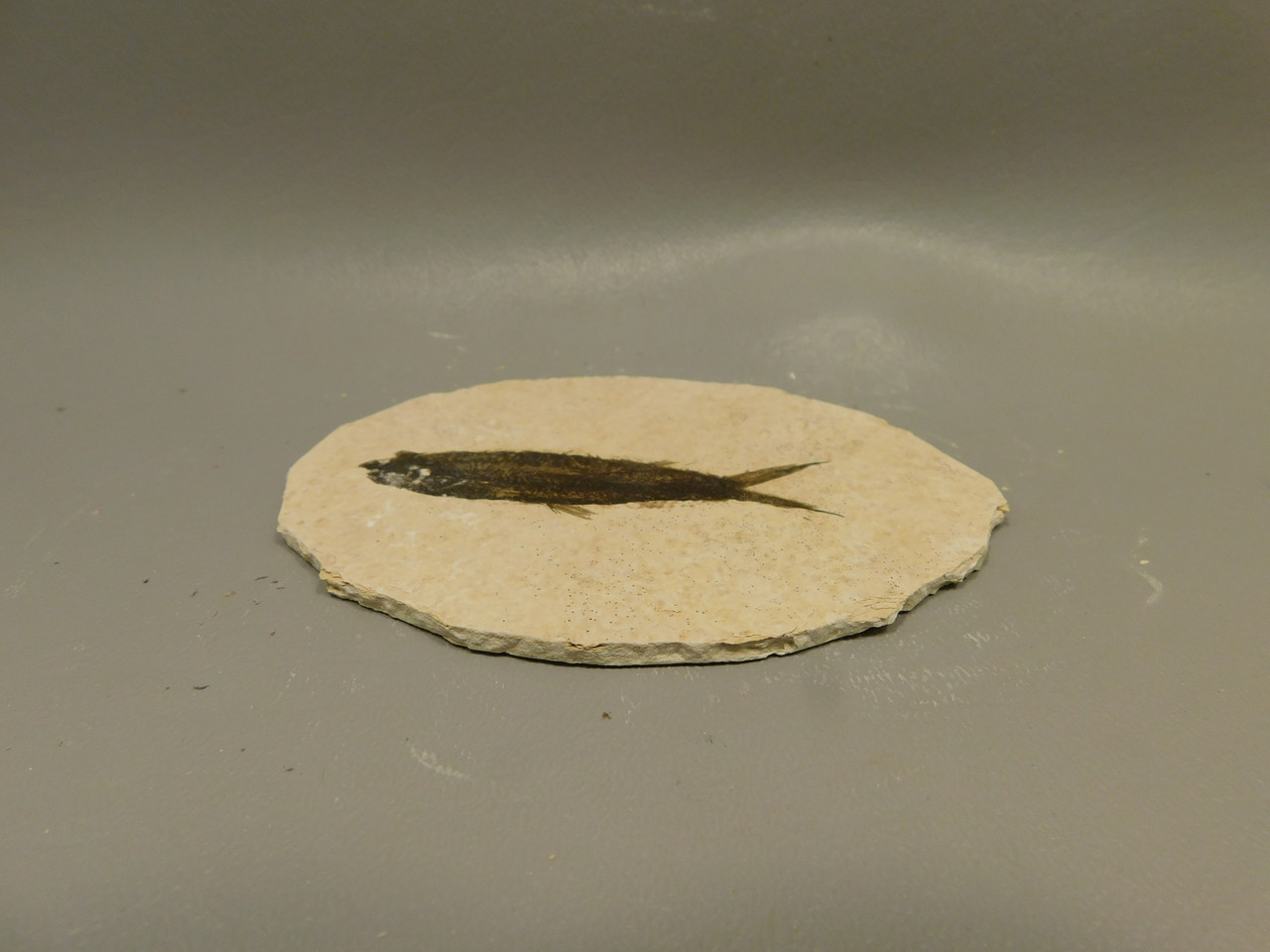 Fish Knightia Eocaena Fossil Lake Green River Wyoming #O7