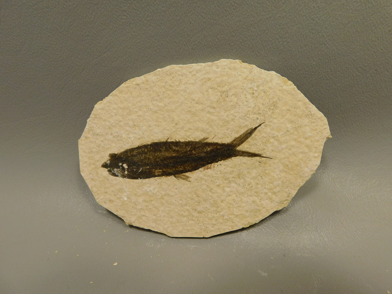 Fish Knightia Eocaena Fossil Lake Green River Wyoming #O7
