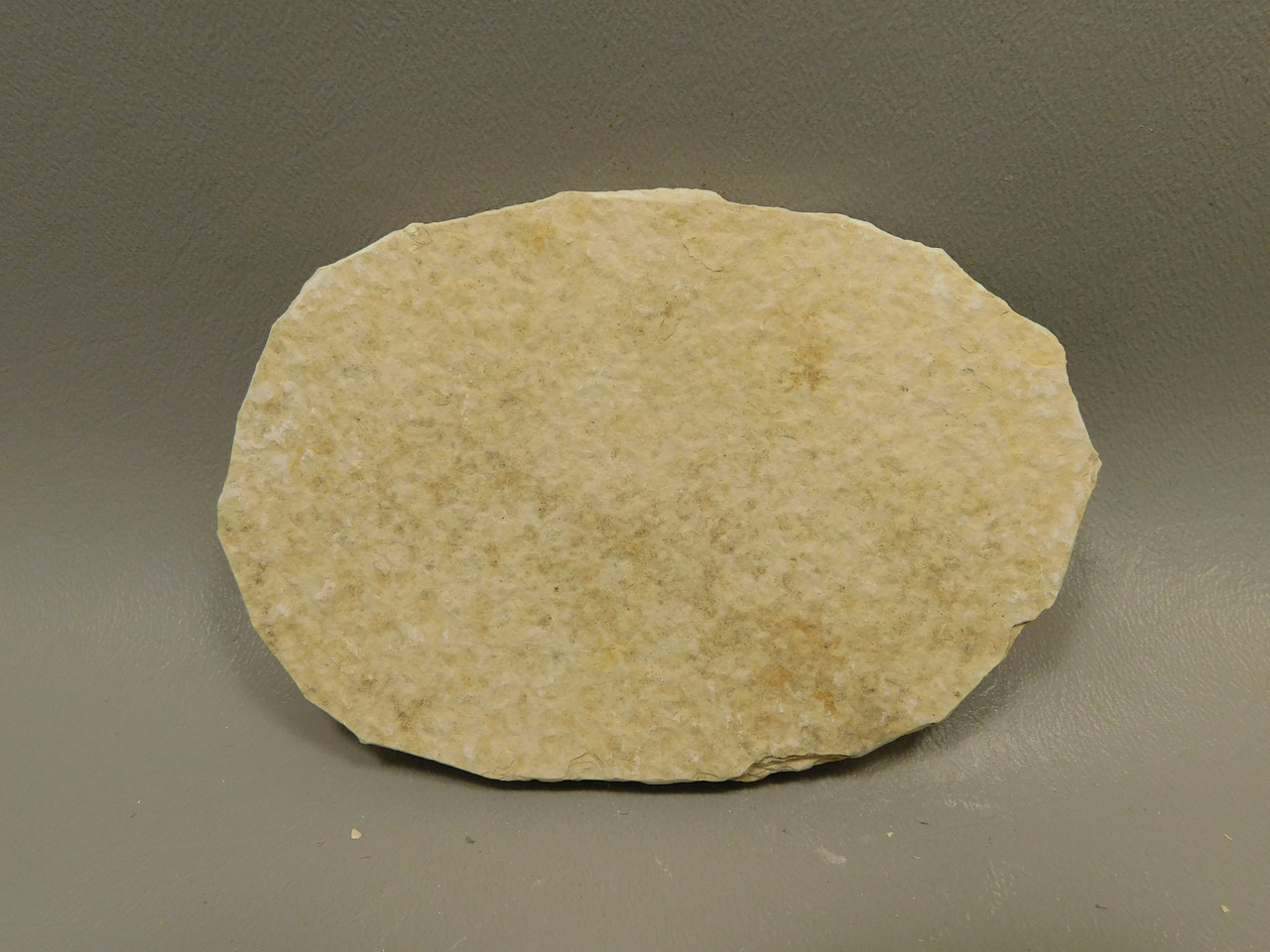 Fish Knightia Eocaena Fossil Lake Green River Wyoming #O1