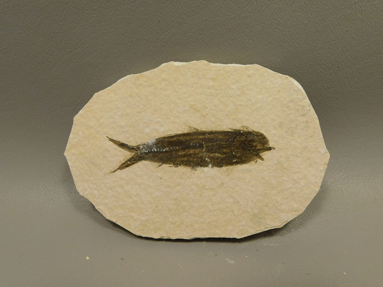 Fish Knightia Eocaena Fossil Lake Green River Wyoming #O1