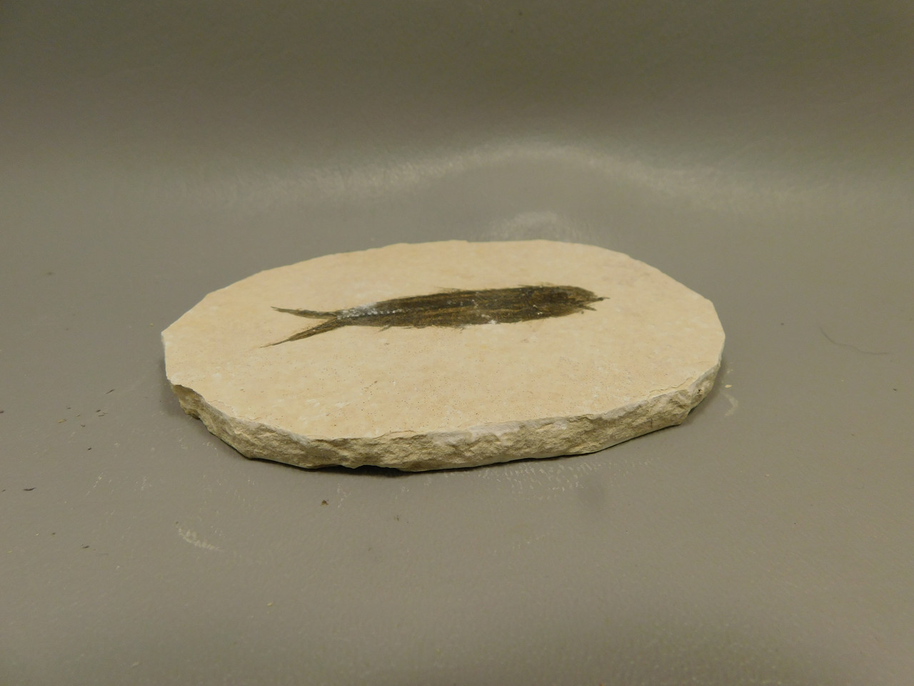 Fish Knightia Eocaena Fossil Lake Green River Wyoming #O1