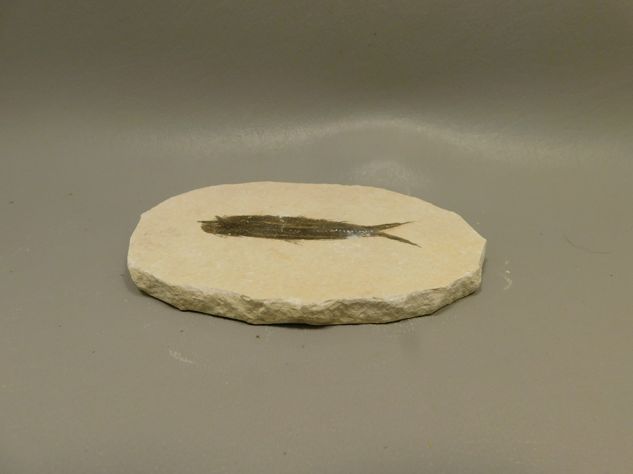 Fish Knightia Eocaena Fossil Lake Green River Wyoming #O1