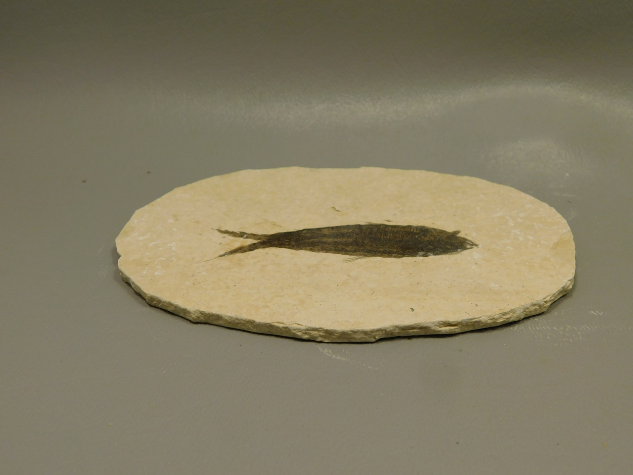 Fish Knightia Eocaena Fossil Lake Green River Wyoming #O2