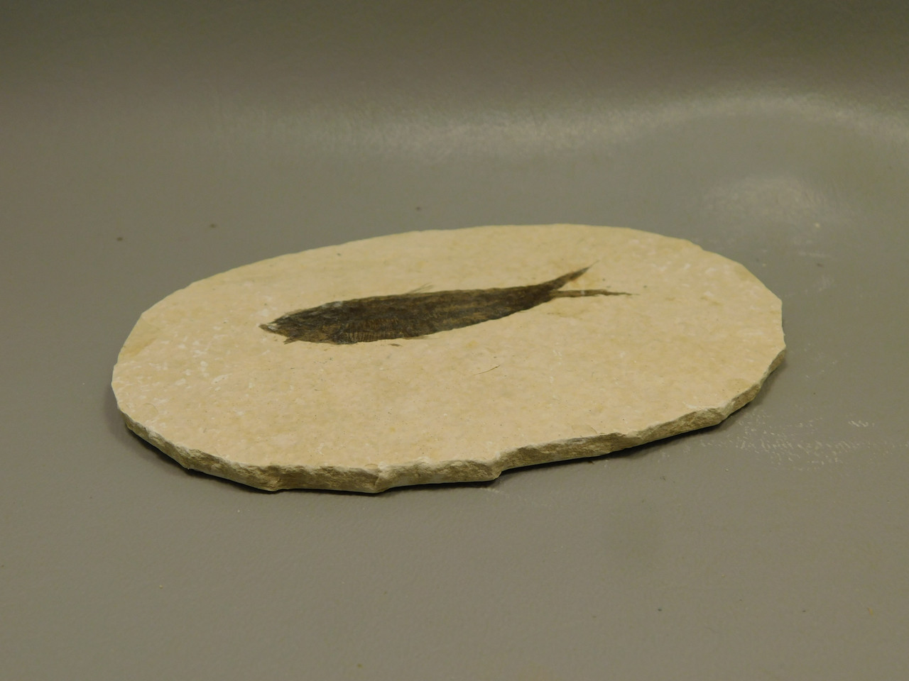 Fish Knightia Eocaena Fossil Lake Green River Wyoming #O2