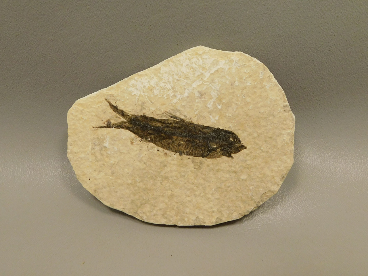 Fish Knightia Eocaena Fossil Lake Green River Wyoming #O8