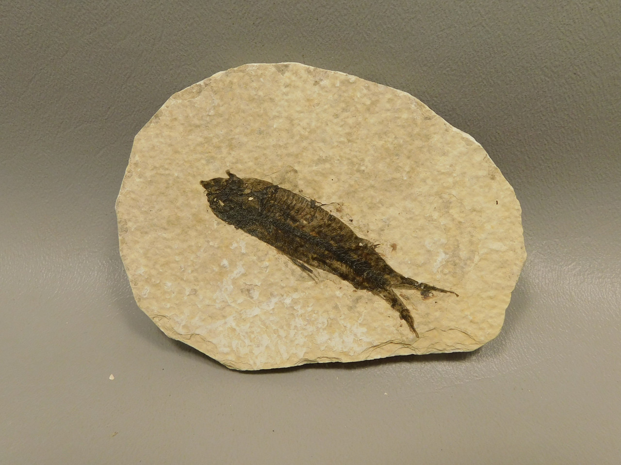 Fish Knightia Eocaena Fossil Lake Green River Wyoming #O8