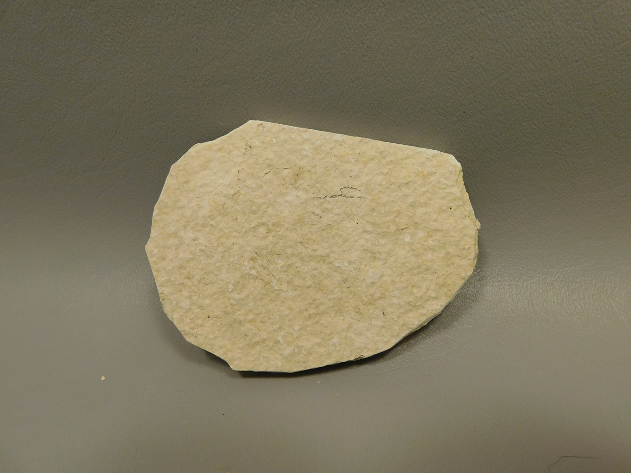 Fish Knightia Eocaena Fossil Lake Green River Wyoming #O8