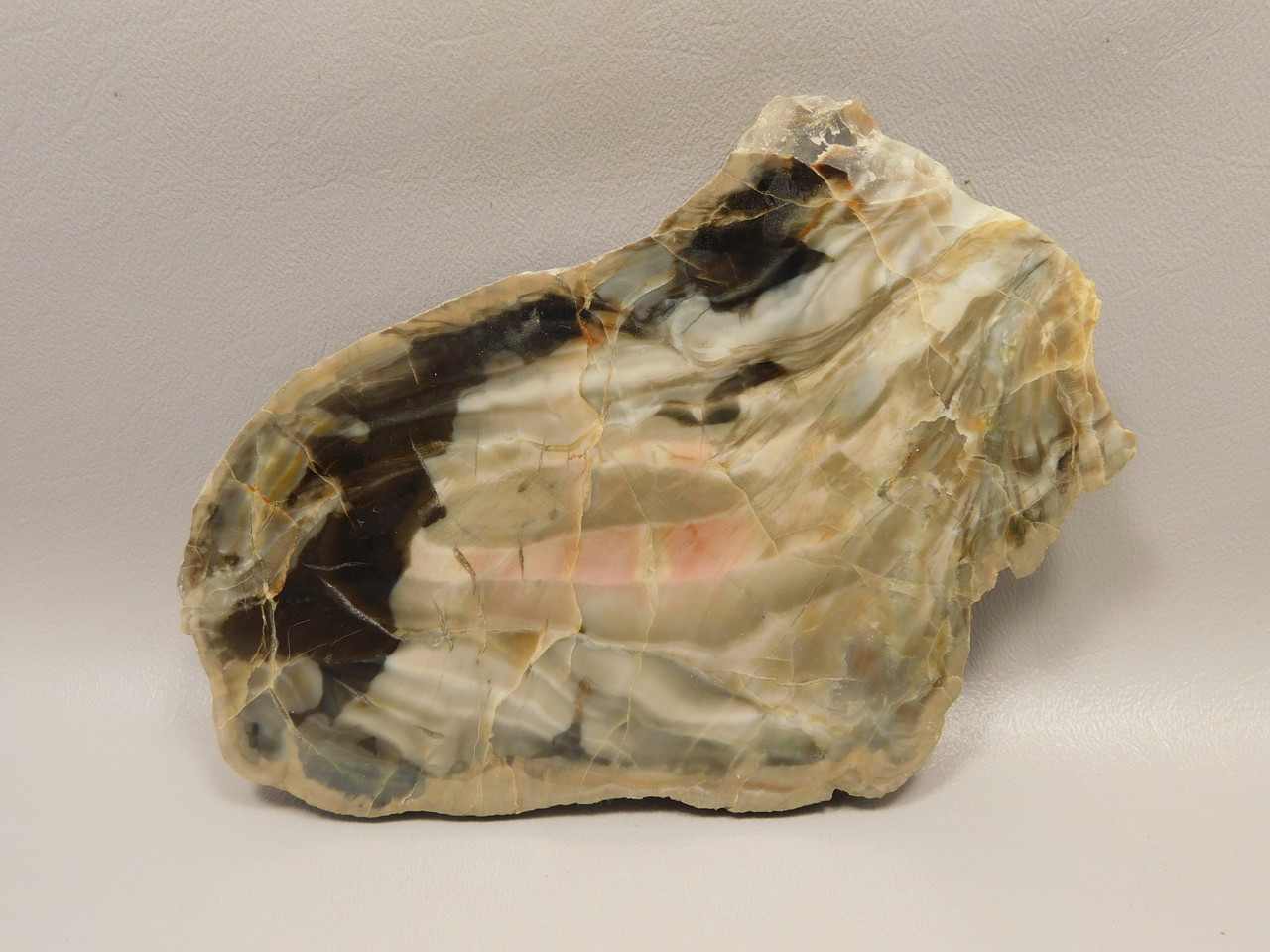 Petrified Wood Woodworthia Polished Slab Arizona #O2123-78