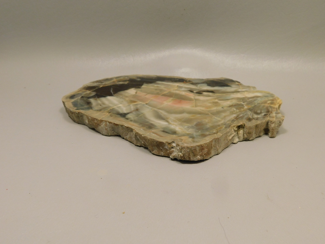 Petrified Wood Woodworthia Polished Slab Arizona #O2123-78