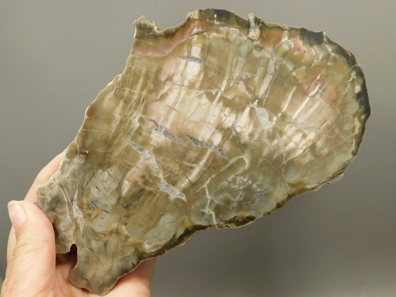 Petrified Wood Woodworthia Polished Round Slab Arizona #O2123-80