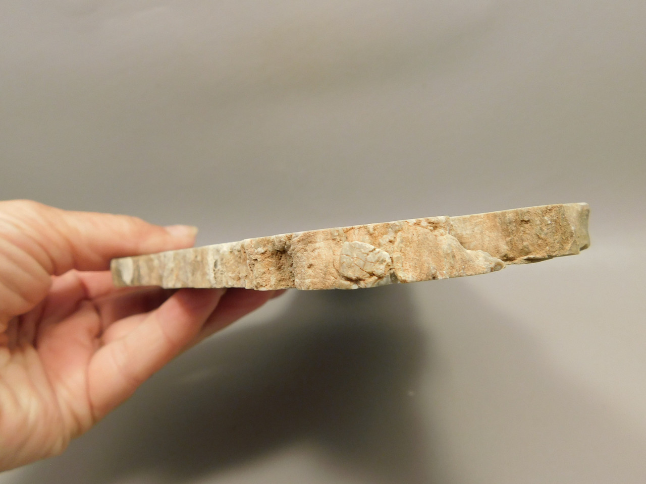 Petrified Wood Woodworthia Polished Round Slab Arizona #O2123-80