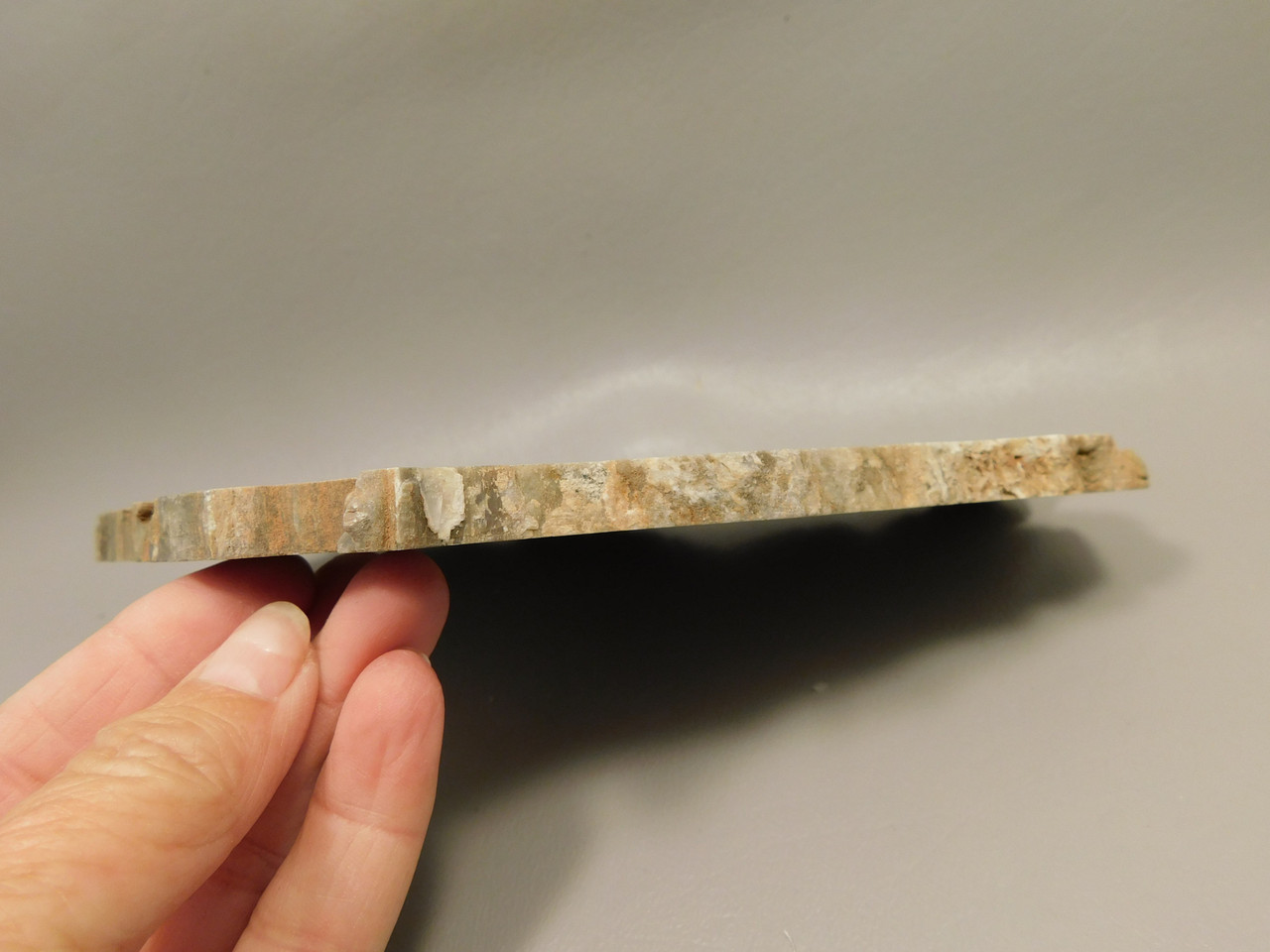 Petrified Wood Woodworthia Polished Round Slab Arizona #O2123-80