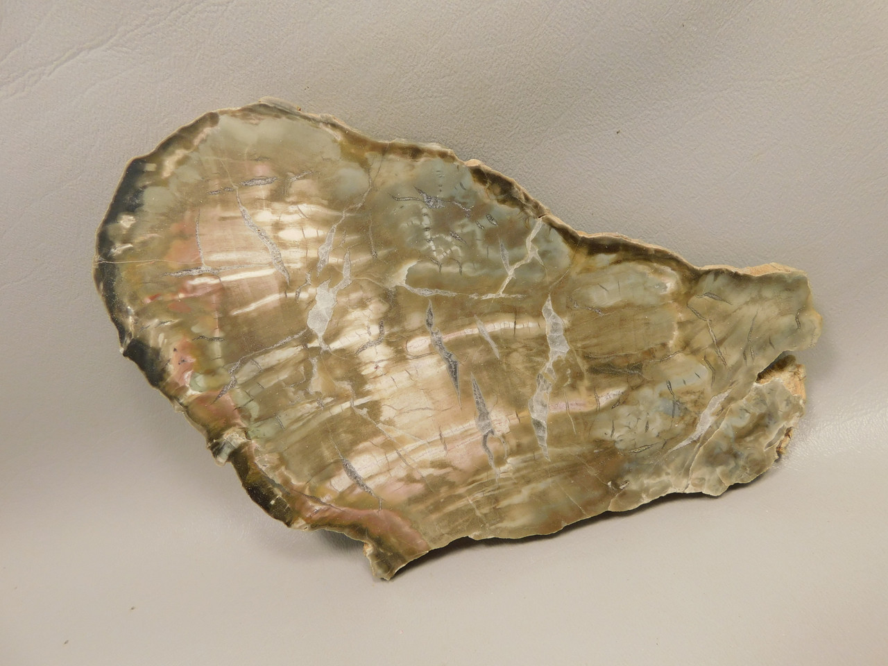 Petrified Wood Woodworthia Polished Round Slab Arizona #O2123-80