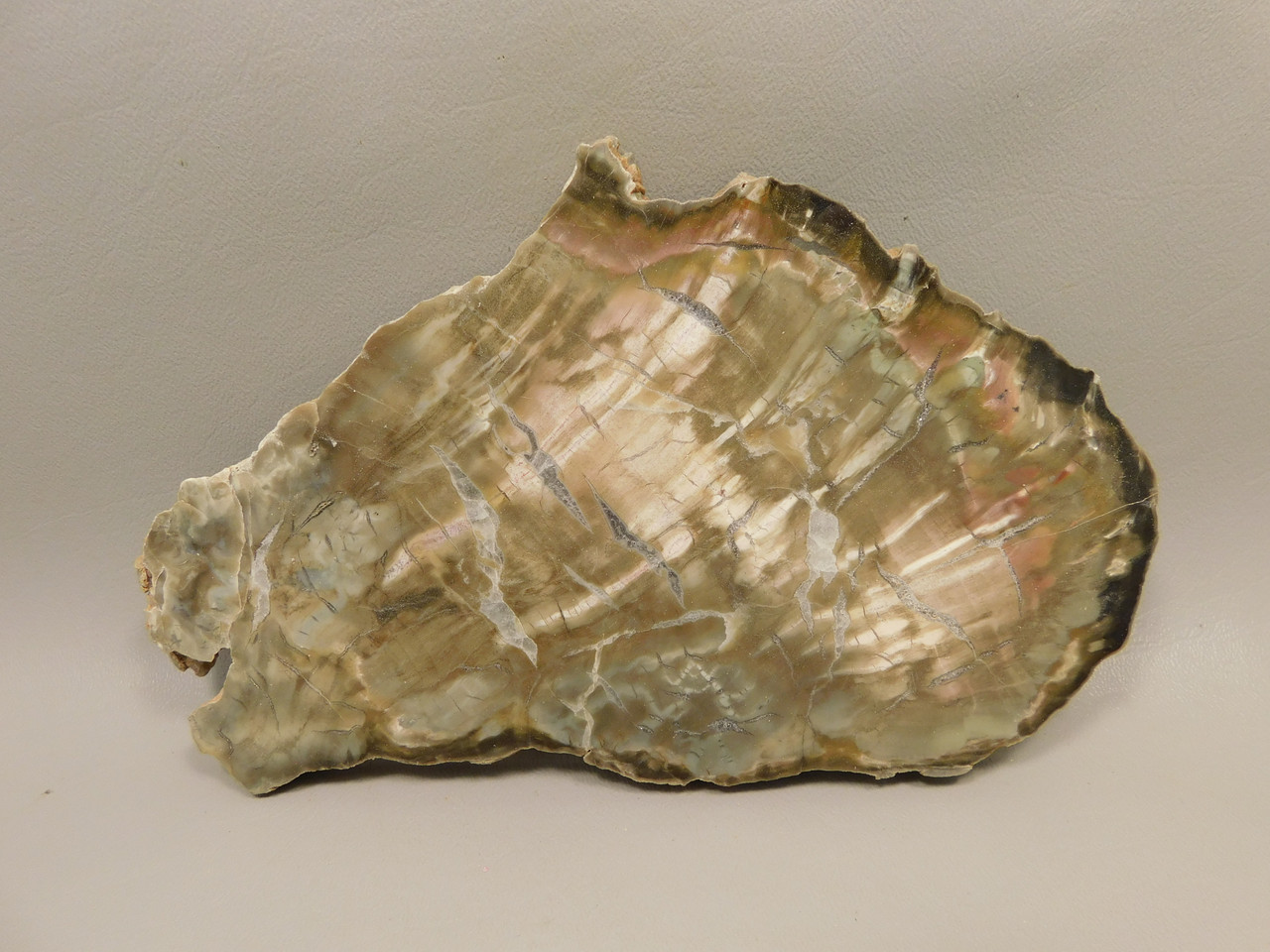 Petrified Wood Woodworthia Polished Round Slab Arizona #O2123-80