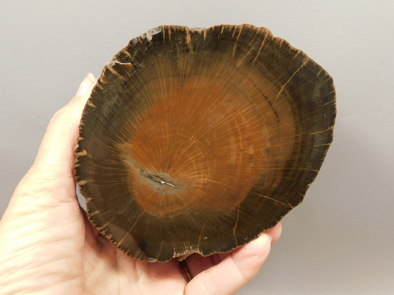 Petrified Wood Schilderia Round Polished Stump Arizona #O1