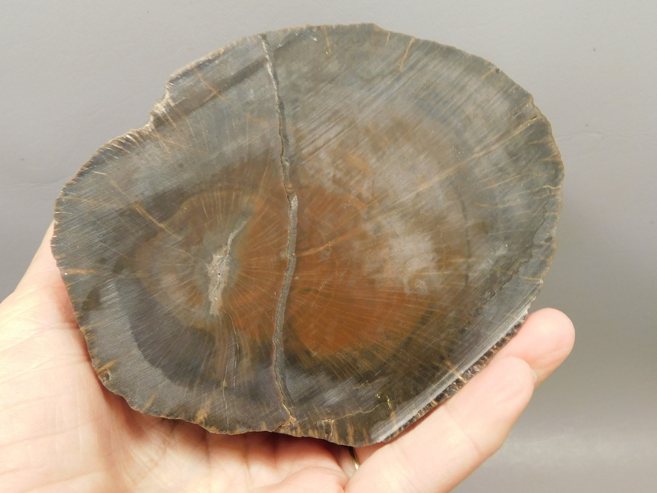 Petrified Wood Schilderia Round Polished Stump Arizona #O1