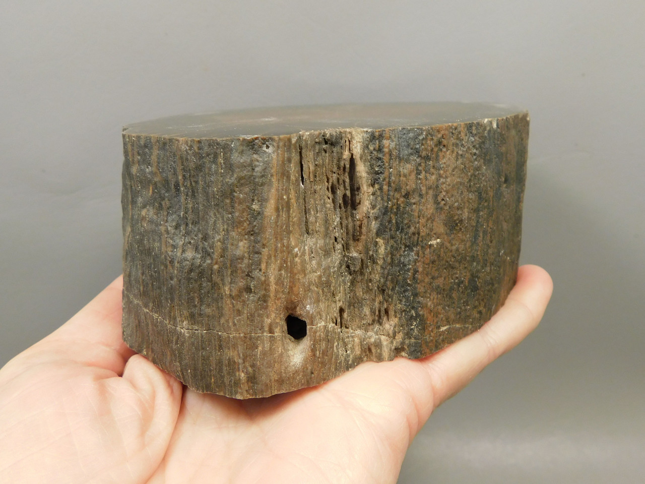 Petrified Wood Schilderia Round Polished Stump Arizona #O1