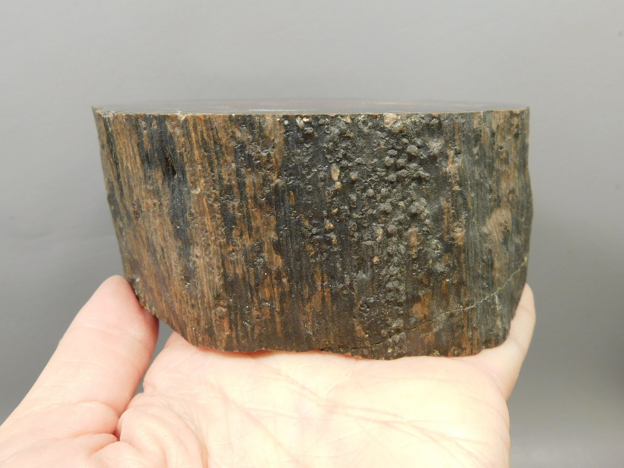 Petrified Wood Schilderia Round Polished Stump Arizona #O1