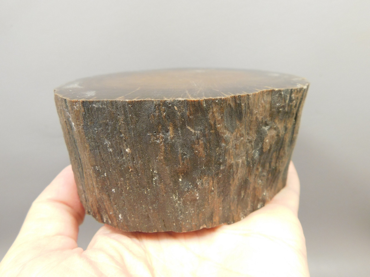 Petrified Wood Schilderia Round Polished Stump Arizona #O1