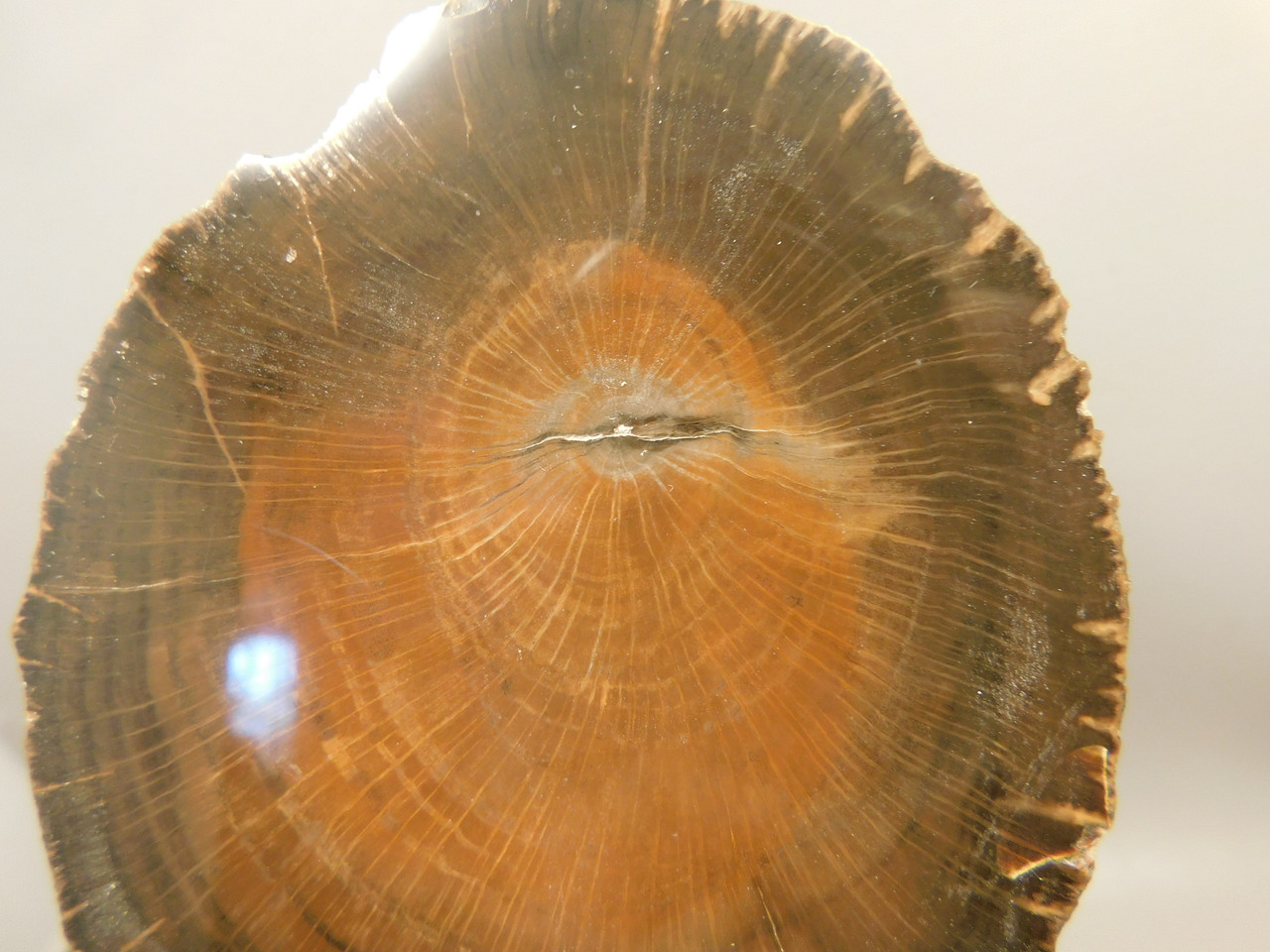 Petrified Wood Schilderia Round Polished Stump Arizona #O1
