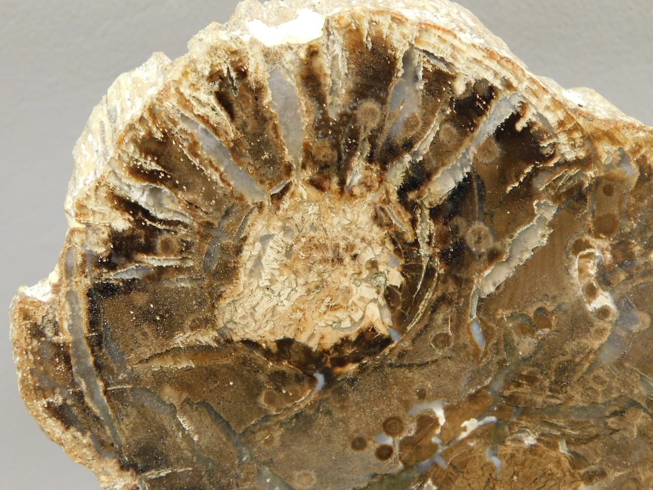 Petrified Wood Polished Round Slab McDermott Disaster Peak Nevada #O2