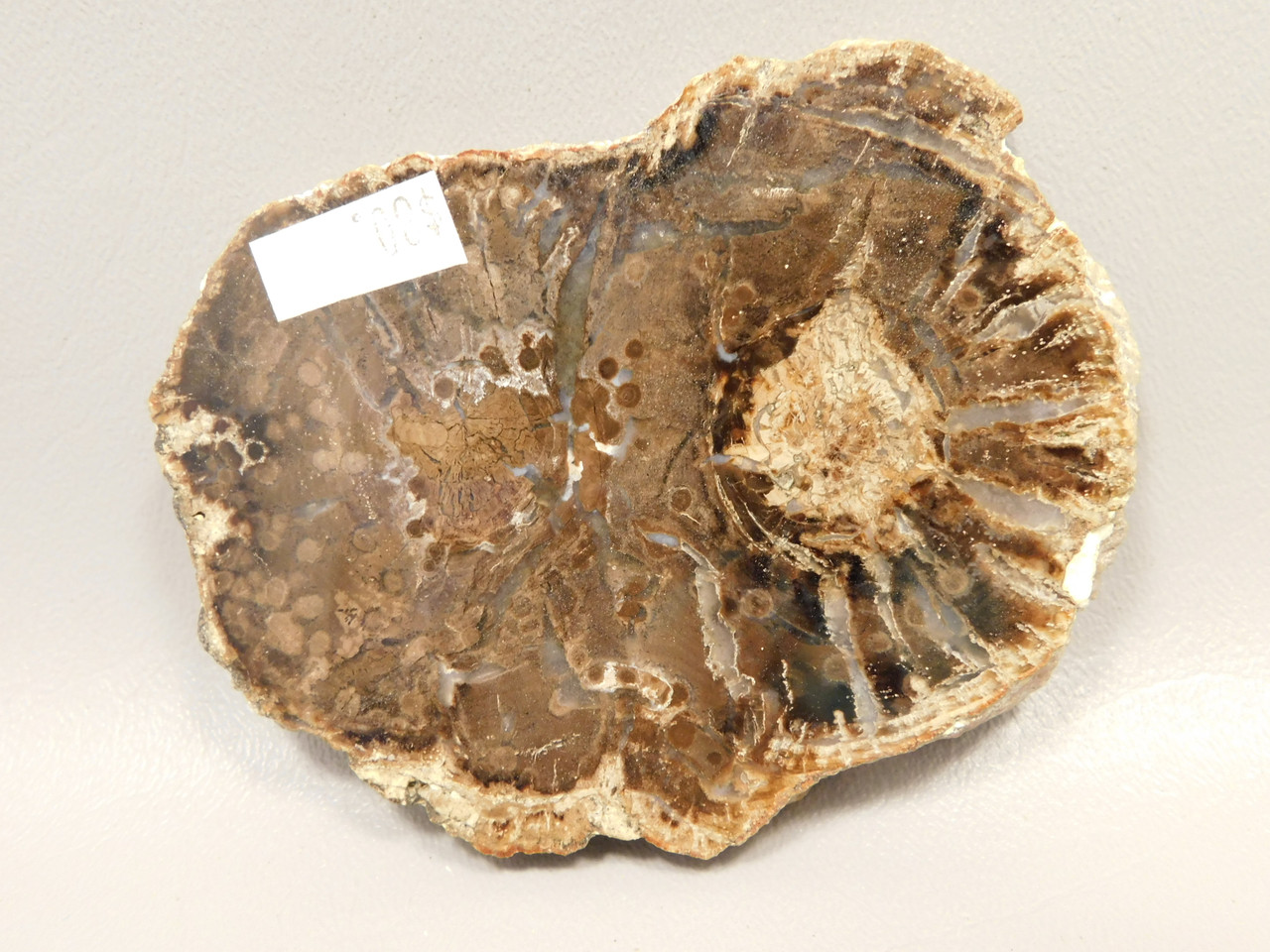 Petrified Wood Polished Round Slab McDermitt Disaster Peak Nevada #O2