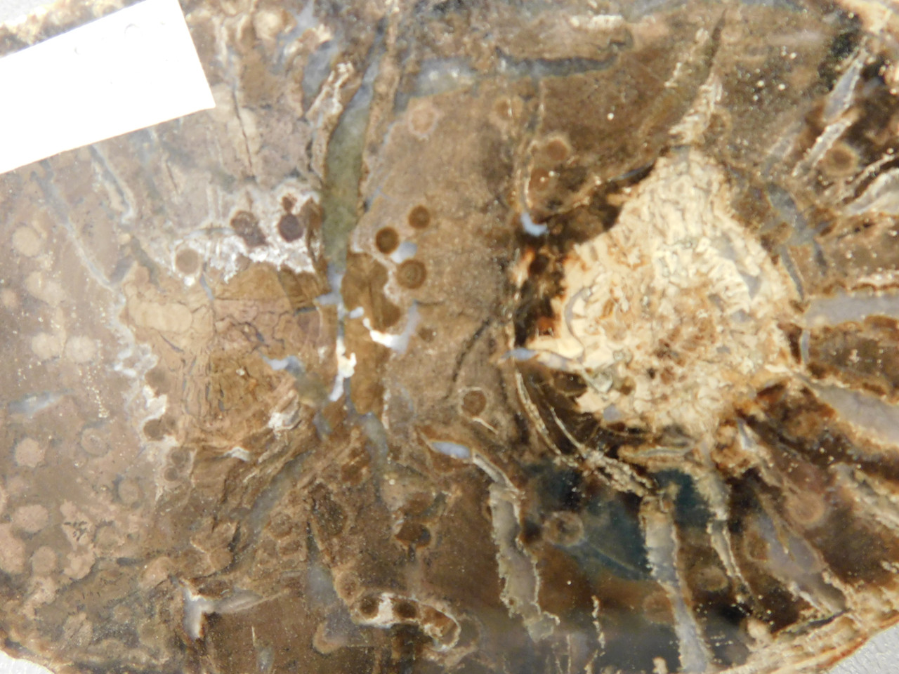 Petrified Wood Polished Round Slab McDermitt Disaster Peak Nevada #O2