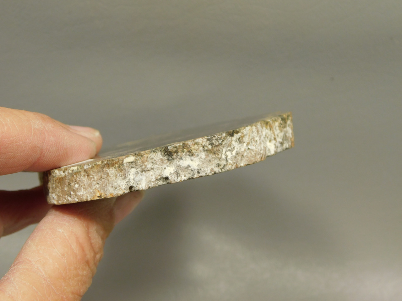 Petrified Wood Polished Round Slab McDermott Disaster Peak Nevada #O2