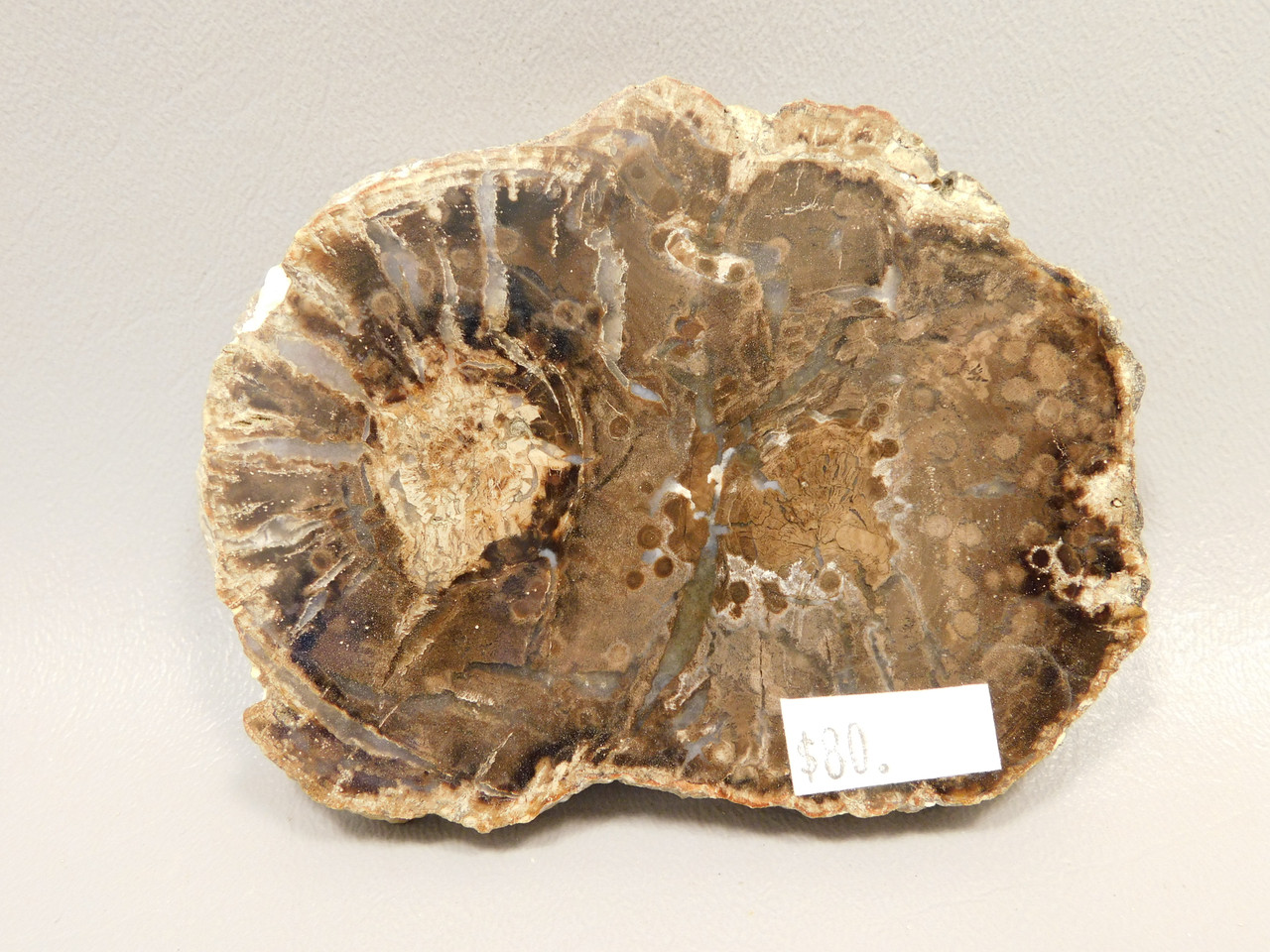 Petrified Wood Polished Round Slab McDermott Disaster Peak Nevada #O2
