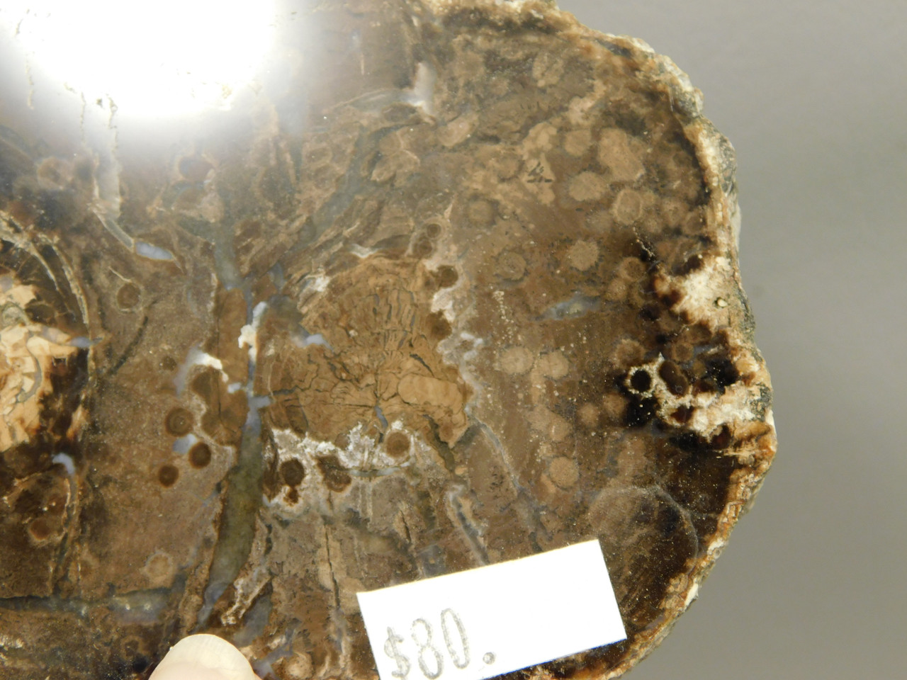 Petrified Wood Polished Round Slab McDermott Disaster Peak Nevada #O2