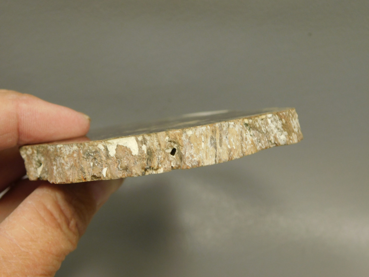 Petrified Wood Polished Round Slab McDermott Disaster Peak Nevada #O2