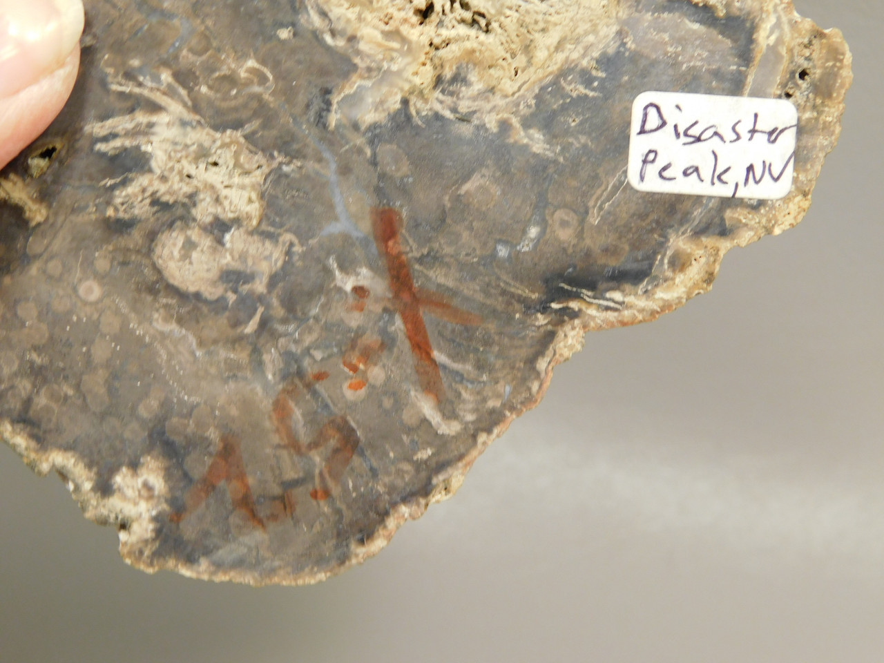 Petrified Wood Polished Round Slab McDermitt Disaster Peak Nevada #O2