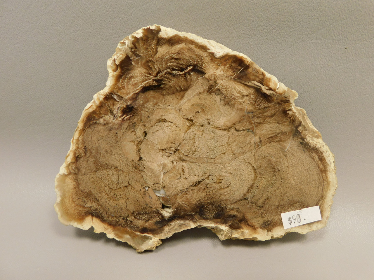Petrified Wood Powder River Wyoming Polished Round Slab #O193-5