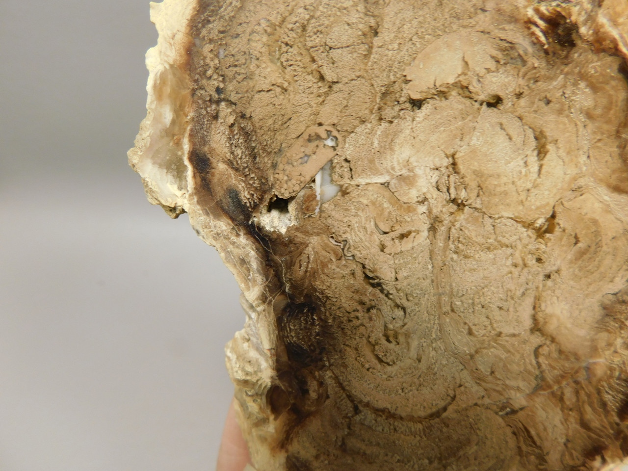 Petrified Wood Powder River Wyoming Polished Round Slab #O193-5