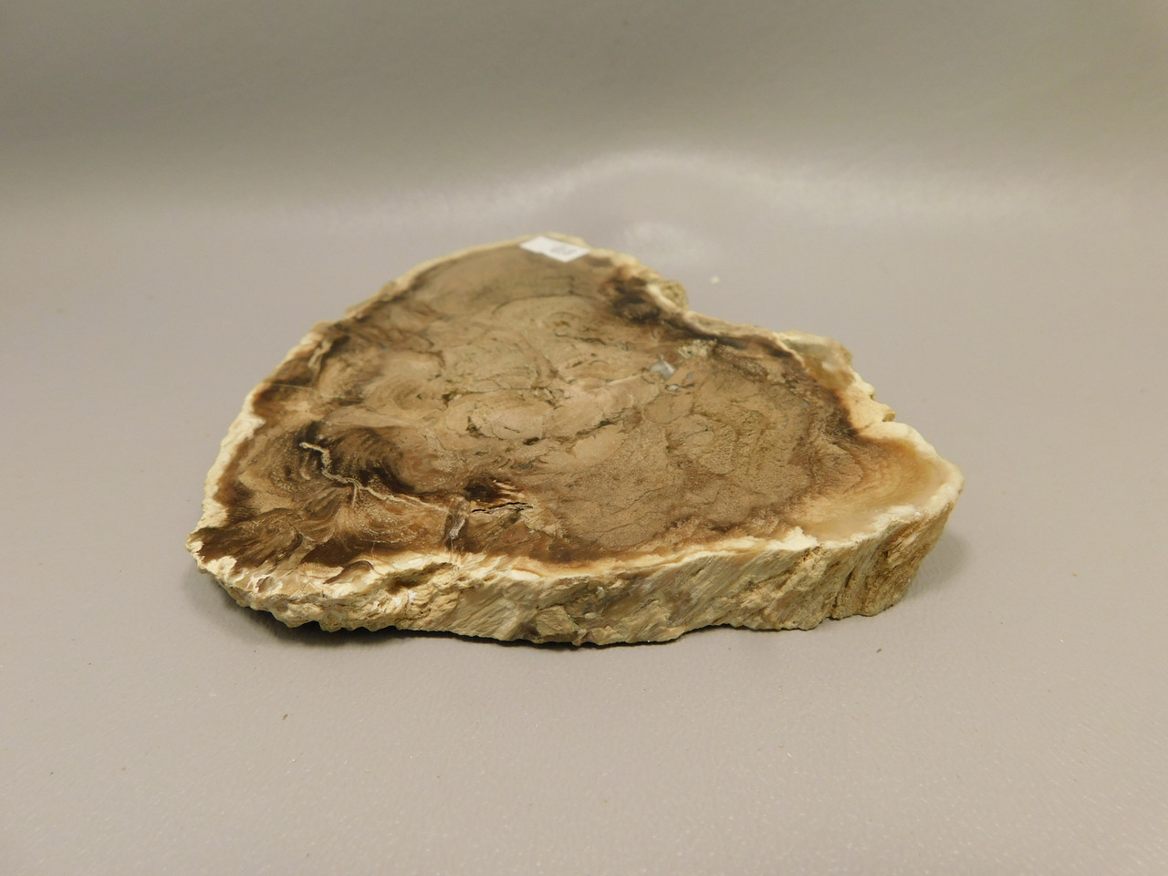 Petrified Wood Powder River Wyoming Polished Round Slab #O193-5