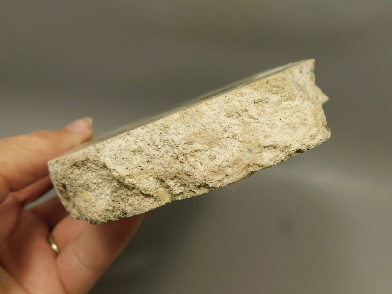 Petrified Wood RARE Polished Round Slab California #OCa2