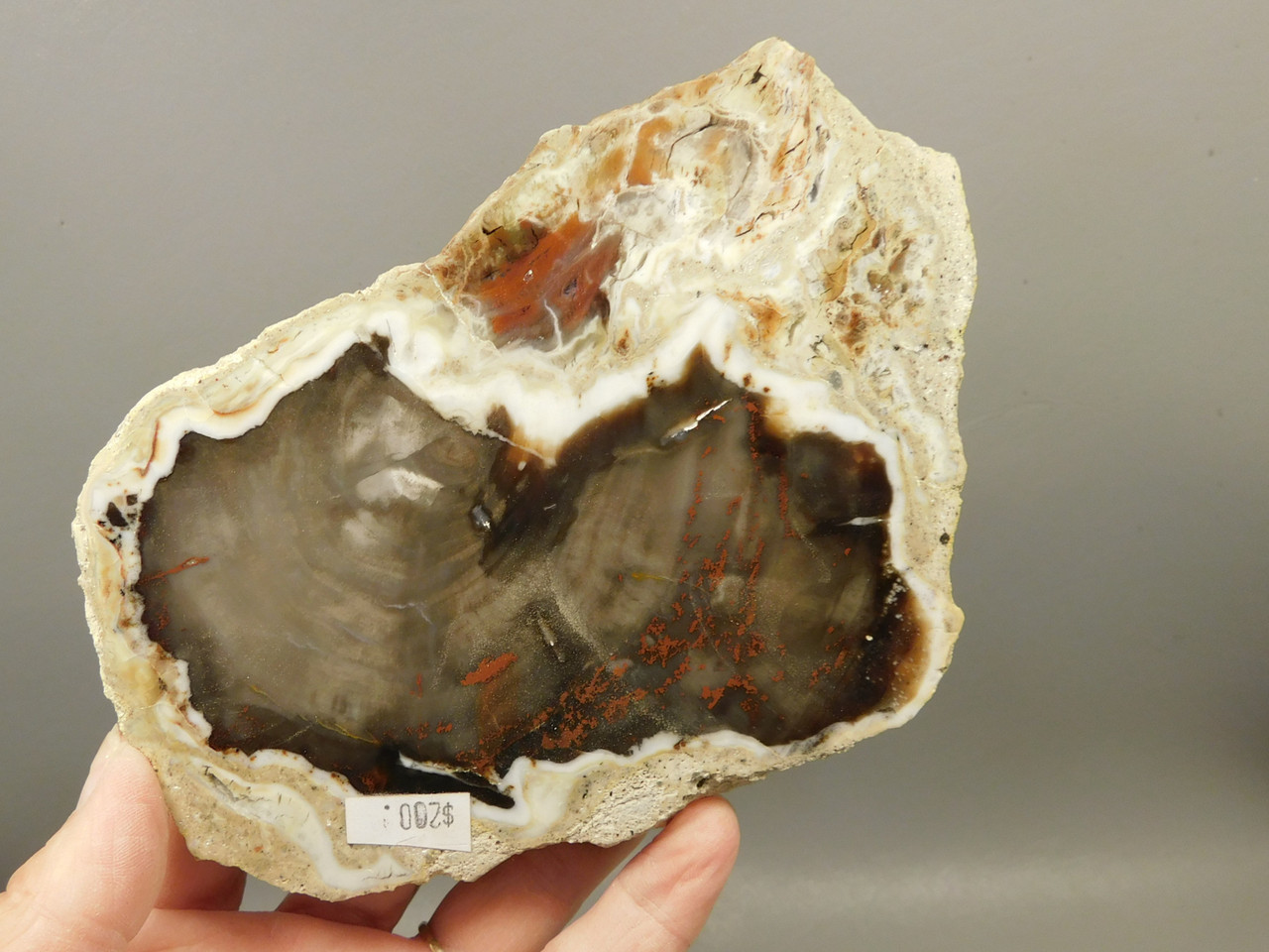 Petrified Wood RARE Polished Round Slab California #OCa2
