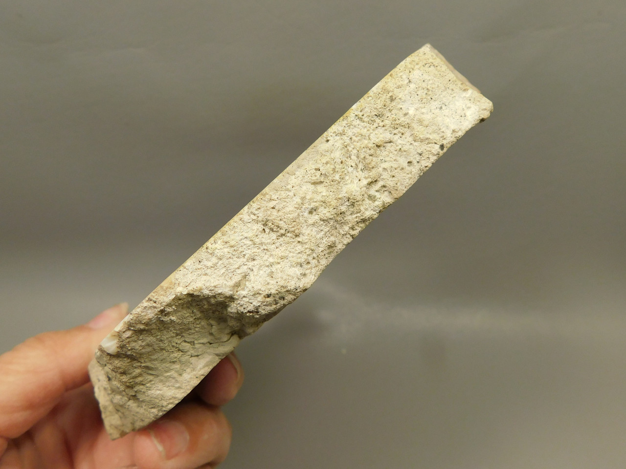 Petrified Wood RARE Polished Round Slab California #OCa2